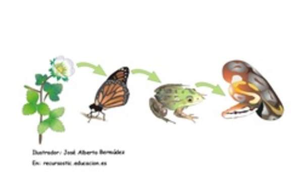 Cadena alimenticia Cadena alimenticia