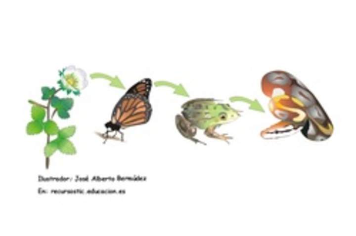 Cadena alimenticia Cadena alimenticia