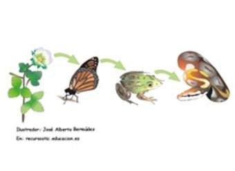 Cadena alimenticia Cadena alimenticia