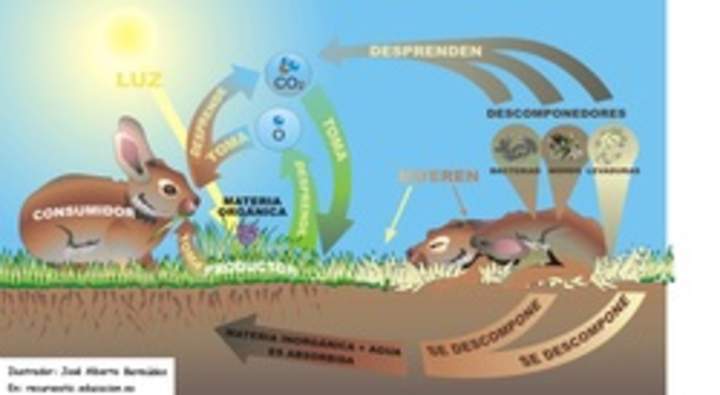 Flujo de materia relaciones tróficas Flujo de materia relaciones tróficas