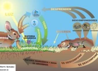 Flujo de materia relaciones tróficas Flujo de materia relaciones tróficas