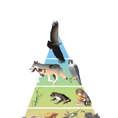 Pirámide trófica Pirámide trófica