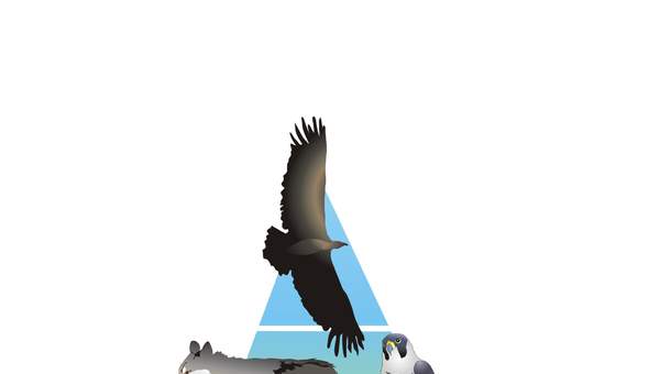 Pirámide trófica Pirámide trófica