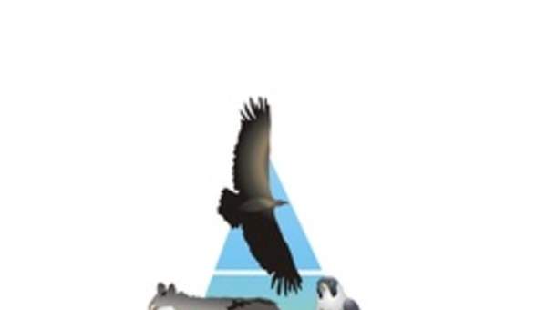 Pirámide trófica Pirámide trófica