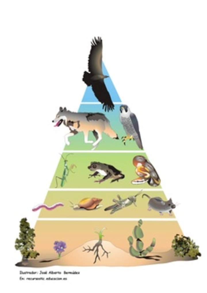 Pirámide trófica Pirámide trófica
