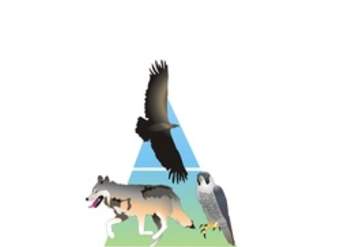 Pirámide trófica Pirámide trófica