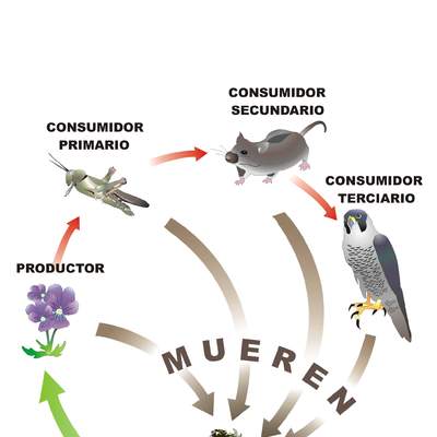 Trama trófica Trama trófica