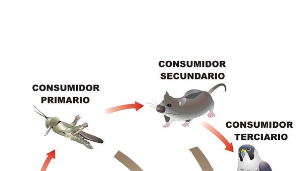 Trama trófica Trama trófica