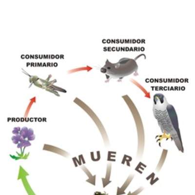 Trama trófica Trama trófica