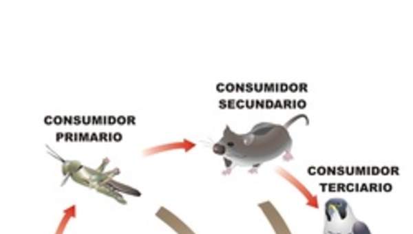 Trama trófica Trama trófica