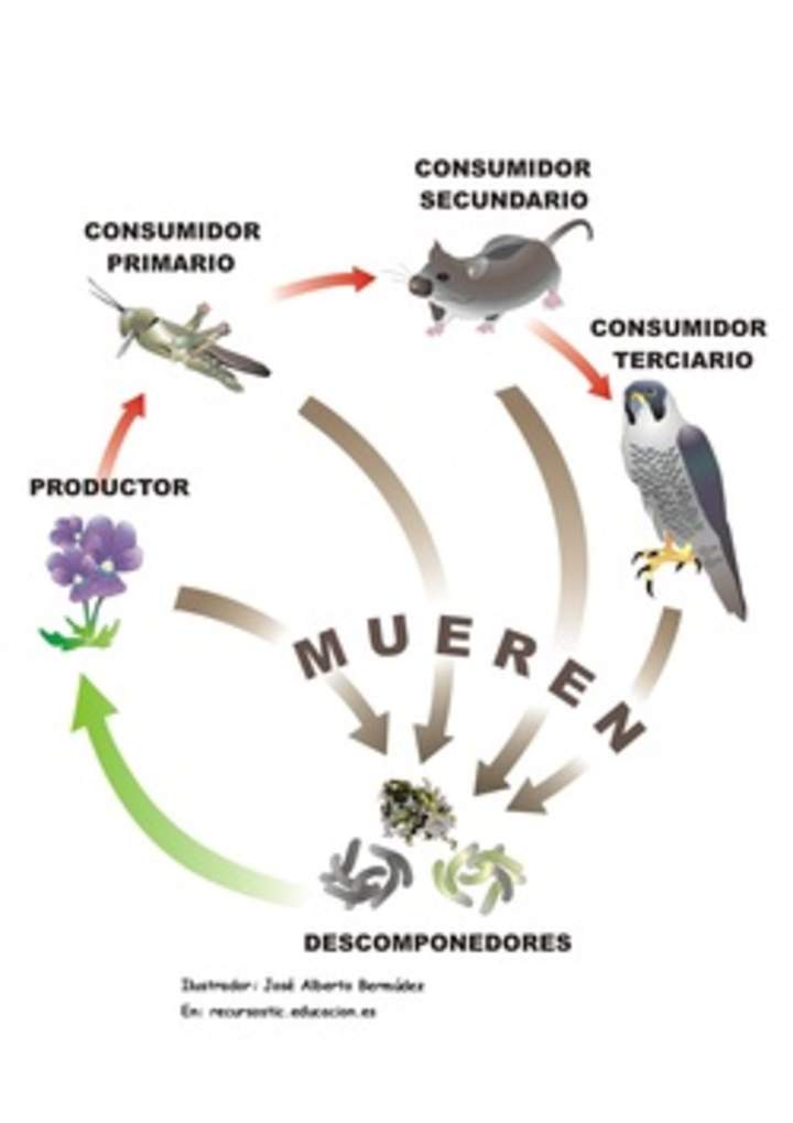 Trama trófica Trama trófica