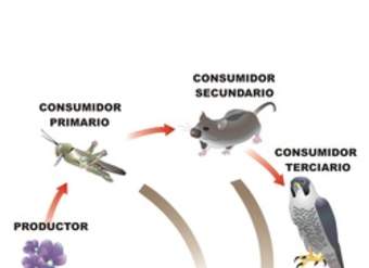 Trama trófica Trama trófica