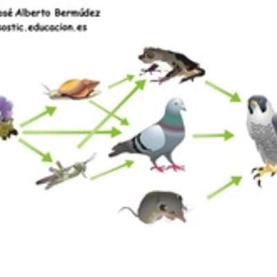 Red trófica Red trófica