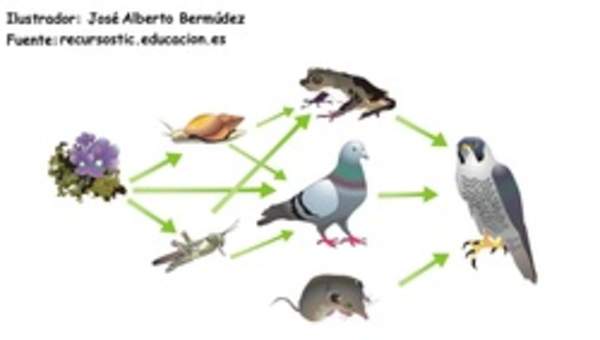 Red trófica Red trófica