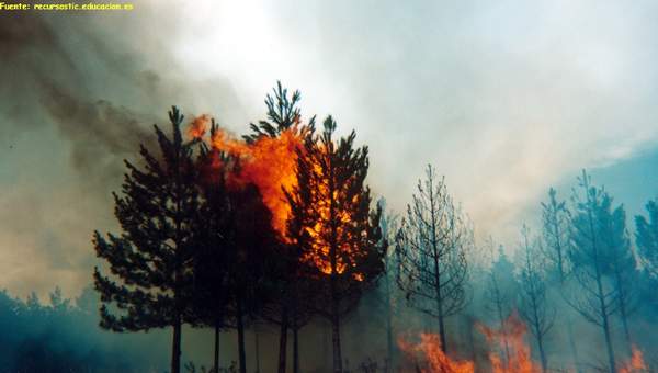 Incendio forestal Incendio forestal