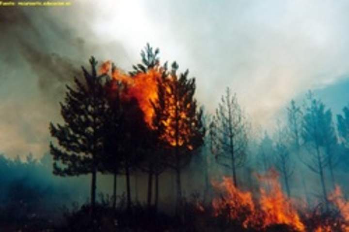 Incendio forestal Incendio forestal
