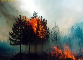 Incendio forestal Incendio forestal