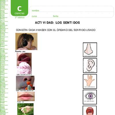 Los sentidos Los sentidos