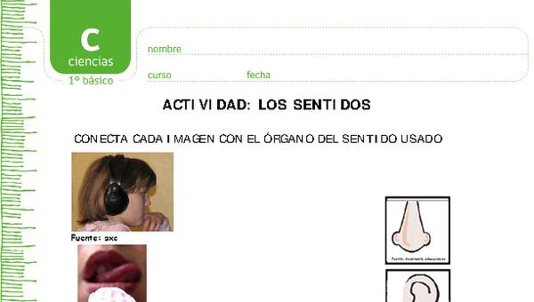 Los sentidos Los sentidos