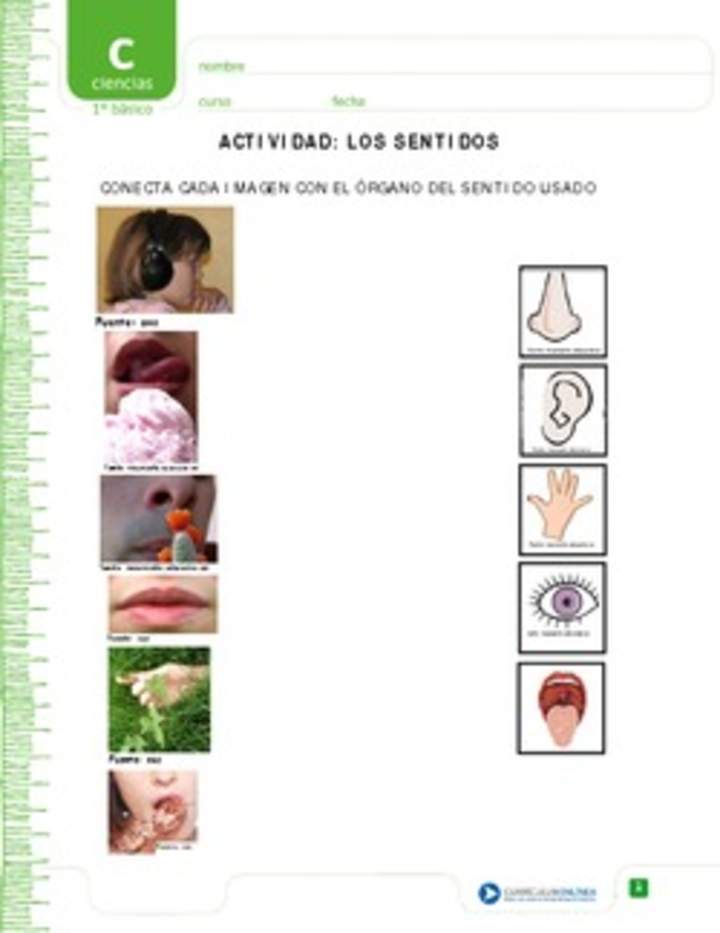 Los sentidos Los sentidos