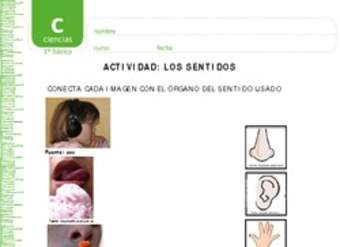 Los sentidos Los sentidos