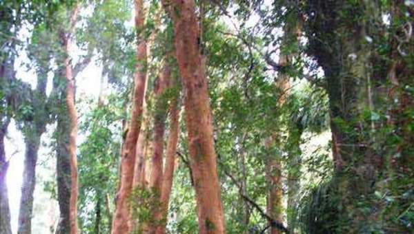Imagen del bosque valdiviano Imagen del bosque valdiviano