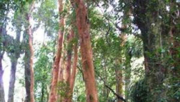 Imagen del bosque valdiviano Imagen del bosque valdiviano