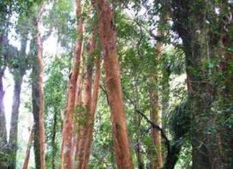 Imagen del bosque valdiviano Imagen del bosque valdiviano