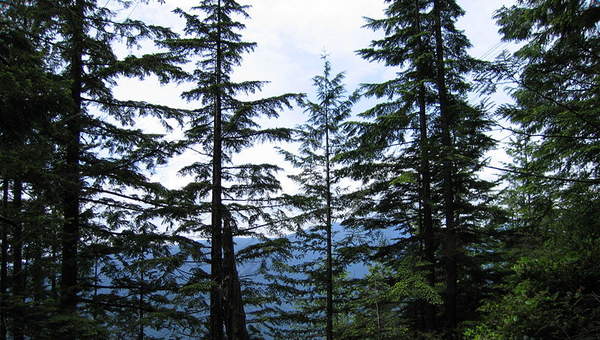 Foto de un bosque en Canadá Foto de un bosque en Canadá