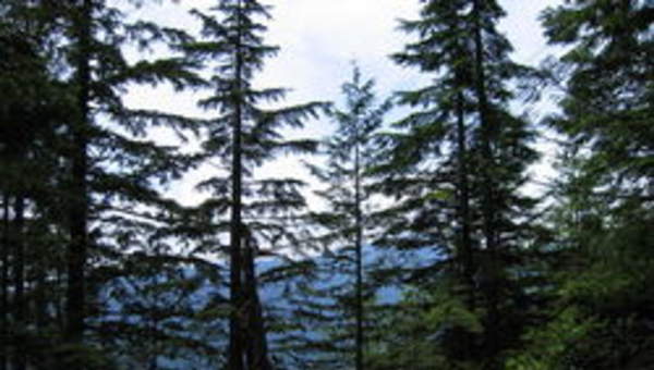 Foto de un bosque en Canadá Foto de un bosque en Canadá