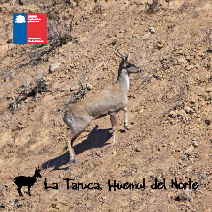 La Taruca, Huemul del Norte