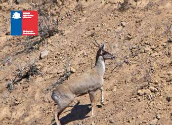 La Taruca, Huemul del Norte