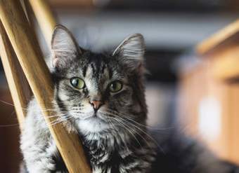 Guía para entender al gato