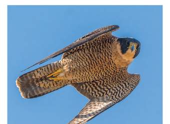 Aves Rapaces de la Región Metropolitana de Santiago, Chile