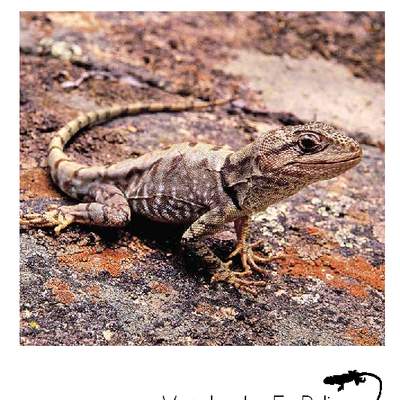 Vertebrados en peligro de la Región Metropolitana de Santiago, Chile