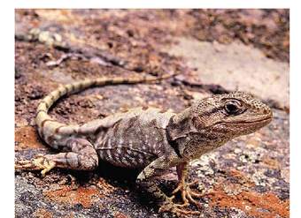 Vertebrados en peligro de la Región Metropolitana de Santiago, Chile