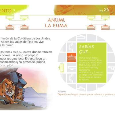 Anumi, la puma