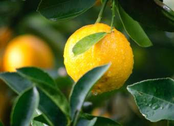 Foto Portada Foto Portada