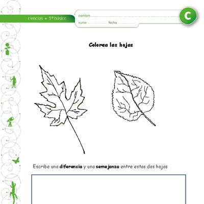 Colorea las hojas Colorea las hojas