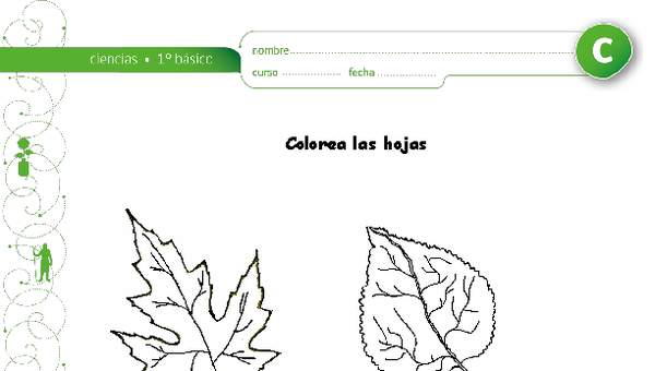 Colorea las hojas Colorea las hojas