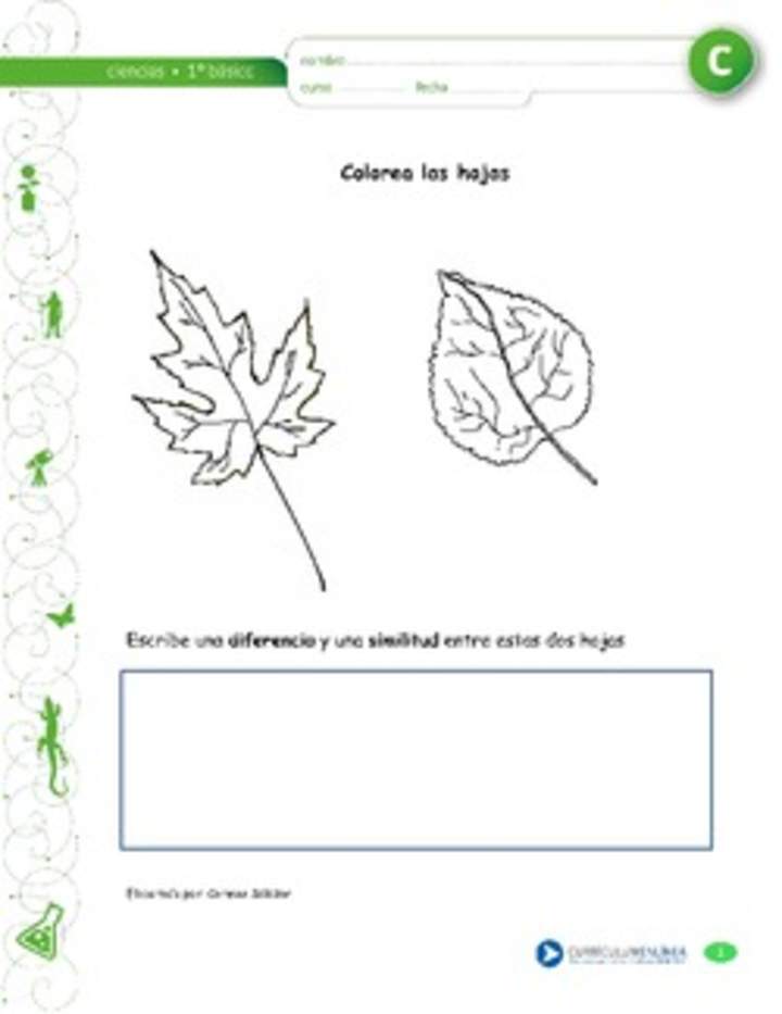 Colorea las hojas Colorea las hojas
