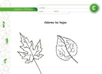 Colorea las hojas Colorea las hojas