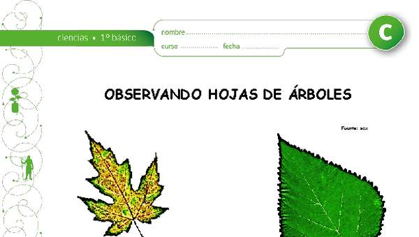 Observación de hojas Observación de hojas
