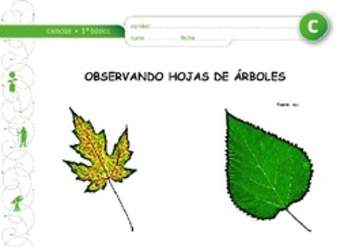 Observación de hojas Observación de hojas