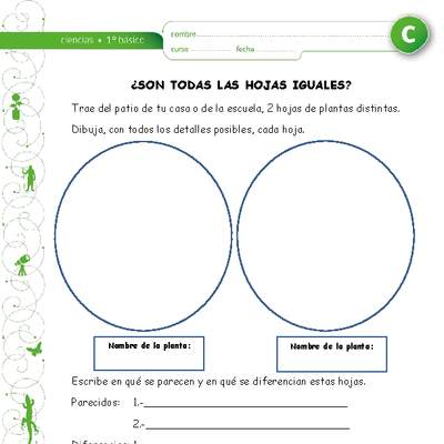 ¿Son todas las hojas iguales? ¿Son todas las hojas iguales?