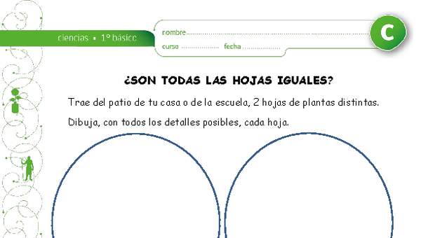 ¿Son todas las hojas iguales? ¿Son todas las hojas iguales?