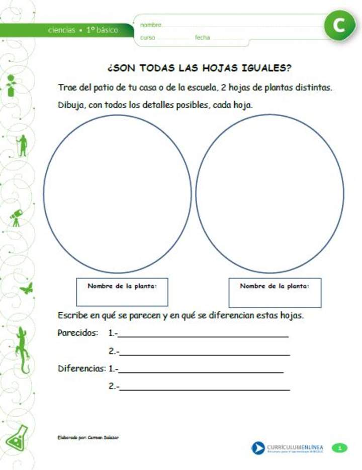 ¿Son todas las hojas iguales? ¿Son todas las hojas iguales?