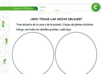 ¿Son todas las hojas iguales? ¿Son todas las hojas iguales?