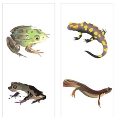 Clasificación de anfibios Clasificación de anfibios