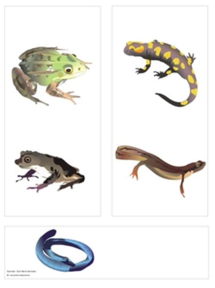 Clasificación de anfibios Clasificación de anfibios